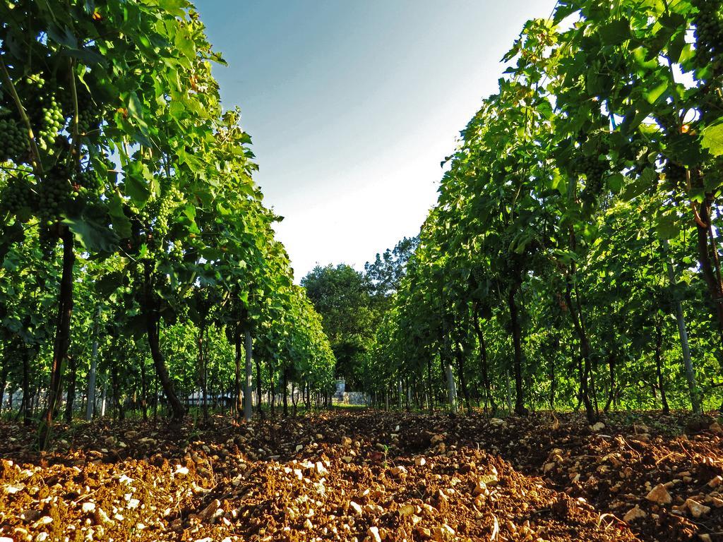Hostal Estate&Winery San Duyevo Rijeka Crnojevića Exterior foto